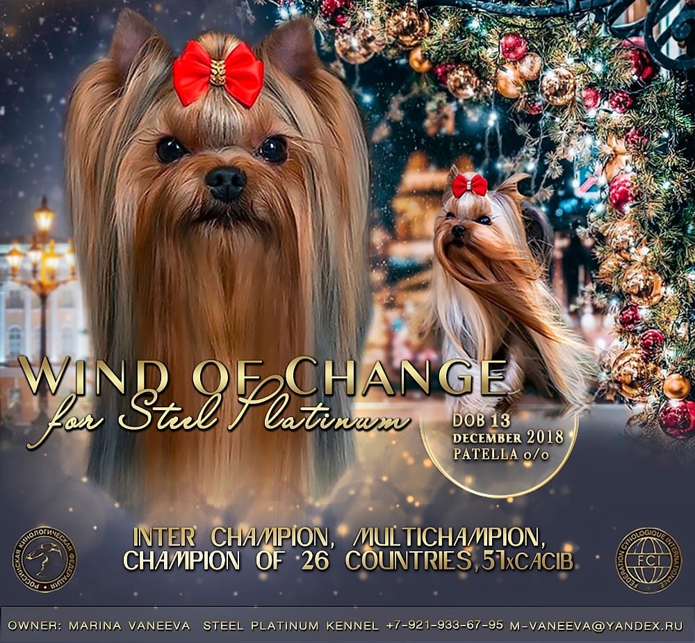 Majestic Force Wind Of Change For Steel Platinum &mdash; Labaza DogPedigree YorkshireTerrier